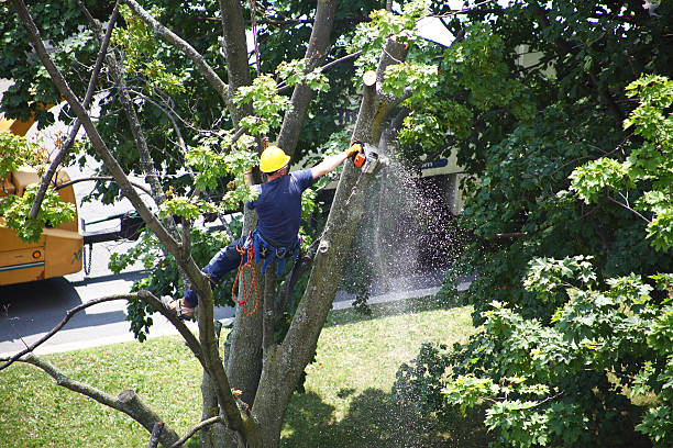 Best Fruit Tree Pruning  in Ladysmith, WI